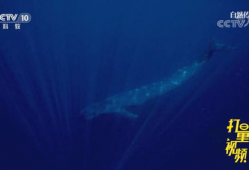 蓝鲸视频,揭秘海洋生物的神秘世界